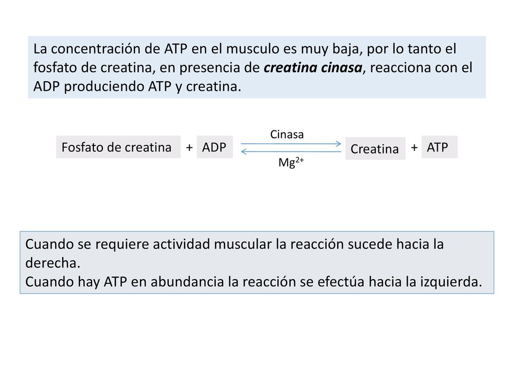 La concentración de ATP en el musculo es muy baja, por lo tanto el fosfato de creatina, en presencia de creatina cinasa, reacciona con el ADP produciendo ATP y creatina.