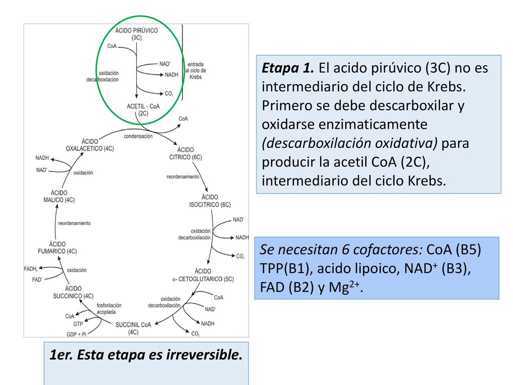 Etapa 1. El acido pirúvico (3C) no es intermediario del ciclo de Krebs