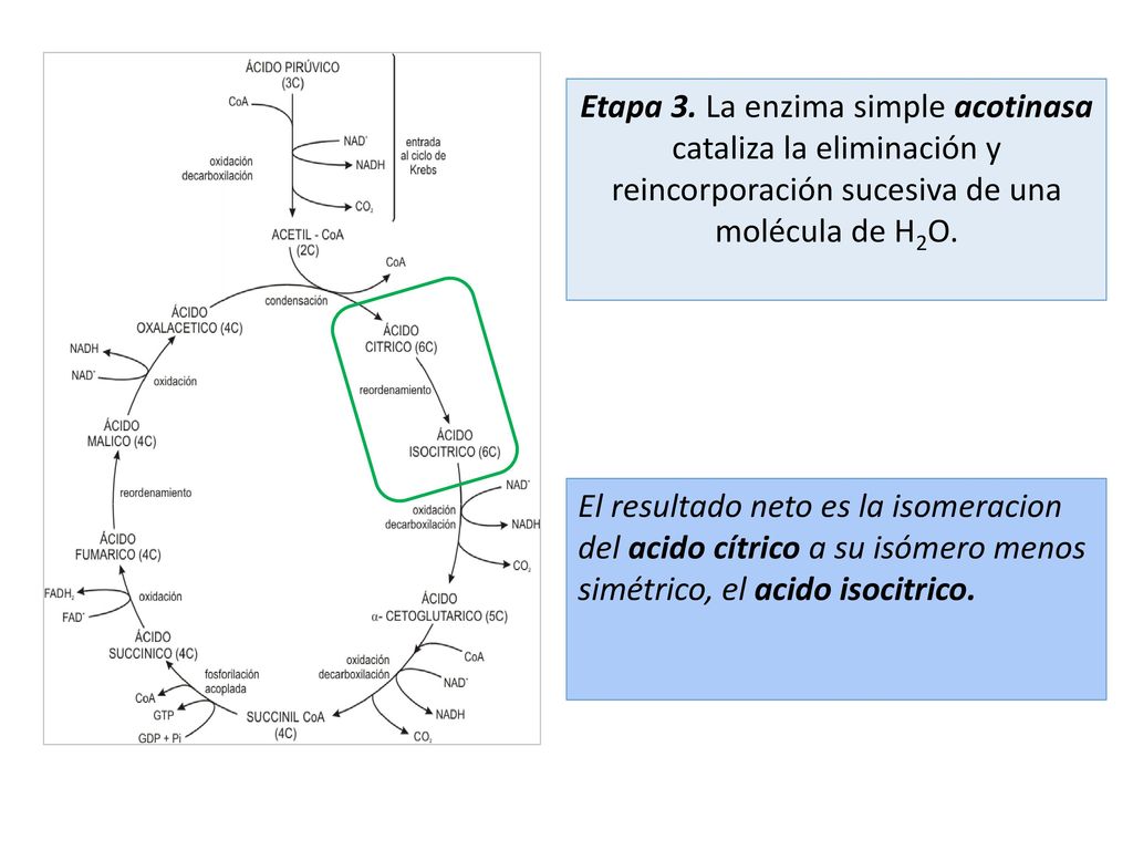 Etapa 3. La enzima simple acotinasa cataliza la eliminación y reincorporación sucesiva de una molécula de H2O.