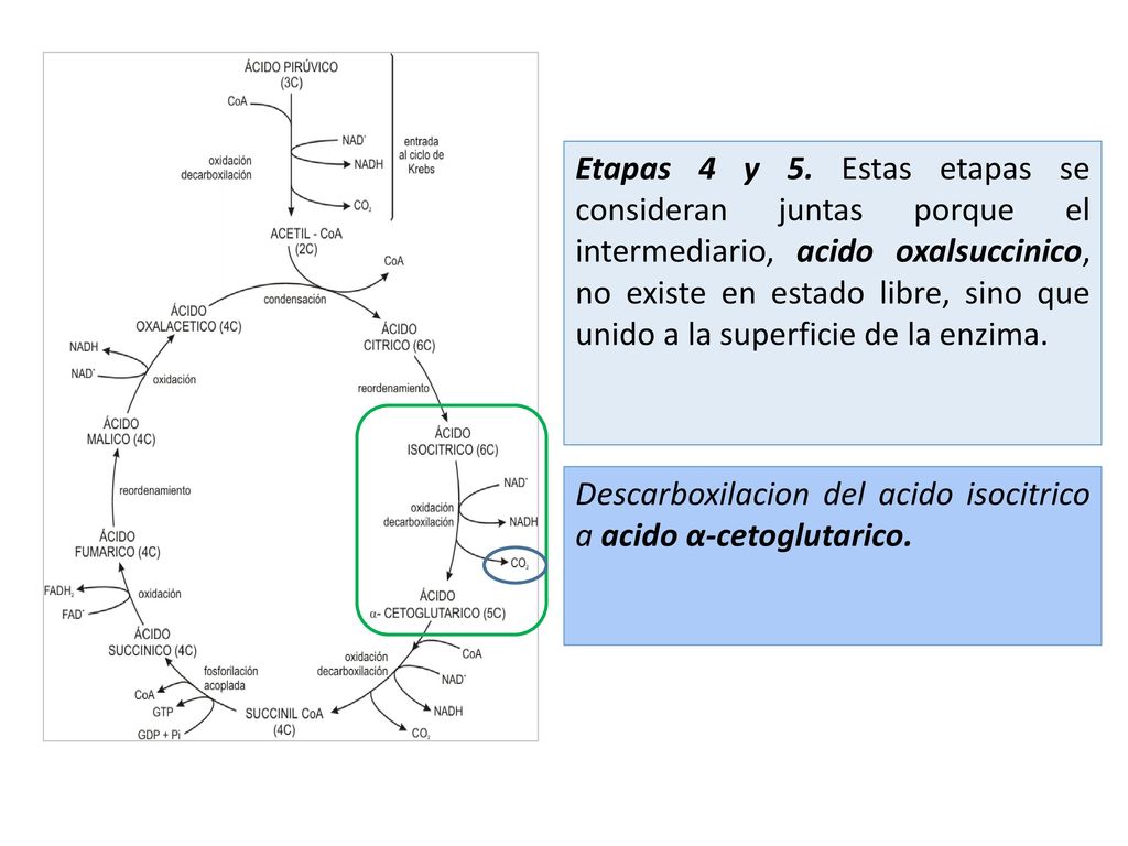 Etapas 4 y 5. Estas etapas se consideran juntas porque el intermediario, acido oxalsuccinico, no existe en estado libre, sino que unido a la superficie de la enzima.