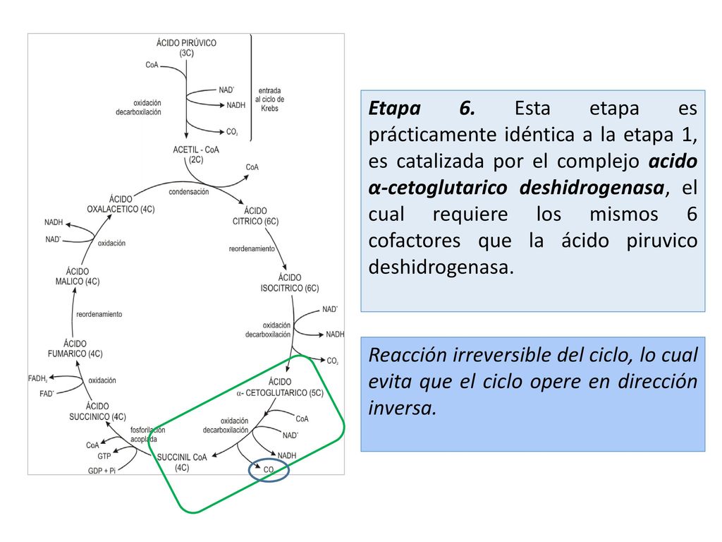 Etapa 6. Esta etapa es prácticamente idéntica a la etapa 1, es catalizada por el complejo acido α-cetoglutarico deshidrogenasa, el cual requiere los mismos 6 cofactores que la ácido piruvico deshidrogenasa.