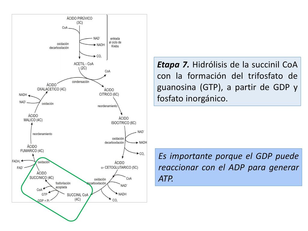 Etapa 7. Hidrólisis de la succinil CoA con la formación del trifosfato de guanosina (GTP), a partir de GDP y fosfato inorgánico.
