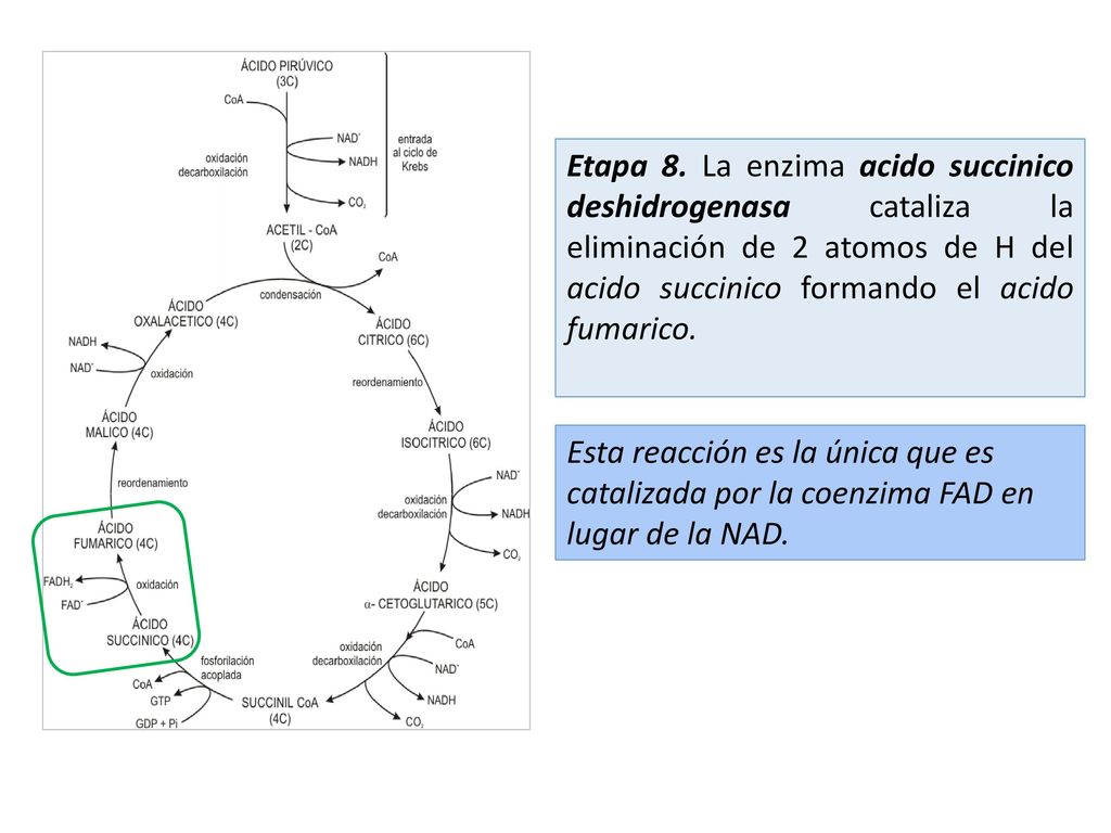 Etapa 8. La enzima acido succinico deshidrogenasa cataliza la eliminación de 2 atomos de H del acido succinico formando el acido fumarico.