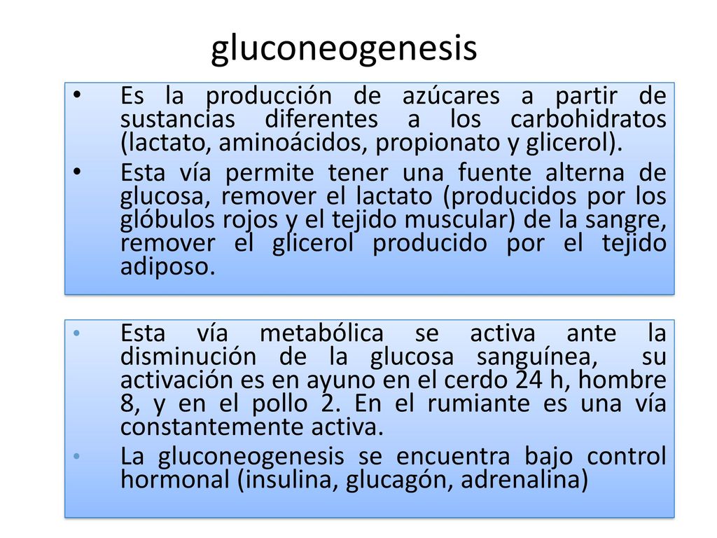 gluconeogenesis Es la producción de azúcares a partir de sustancias diferentes a los carbohidratos (lactato, aminoácidos, propionato y glicerol).