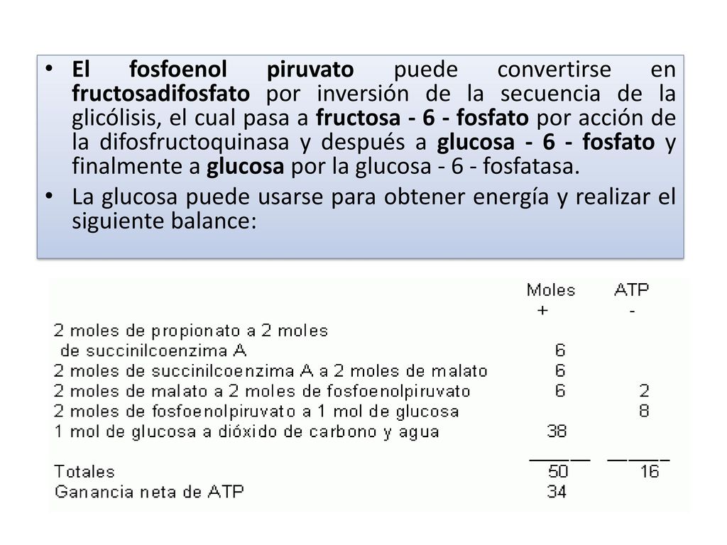 El fosfoenol piruvato puede convertirse en fructosadifosfato por inversión de la secuencia de la glicólisis, el cual pasa a fructosa fosfato por acción de la difosfructoquinasa y después a glucosa fosfato y finalmente a glucosa por la glucosa fosfatasa.