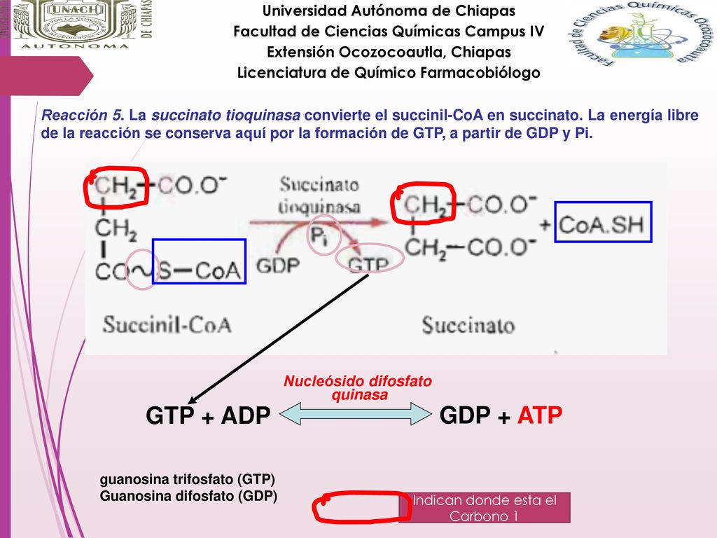 GTP + ADP GDP + ATP Universidad Autónoma de Chiapas