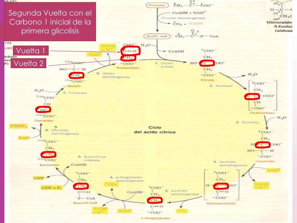 Segunda Vuelta con el Carbono 1 inicial de la primera glicolisis