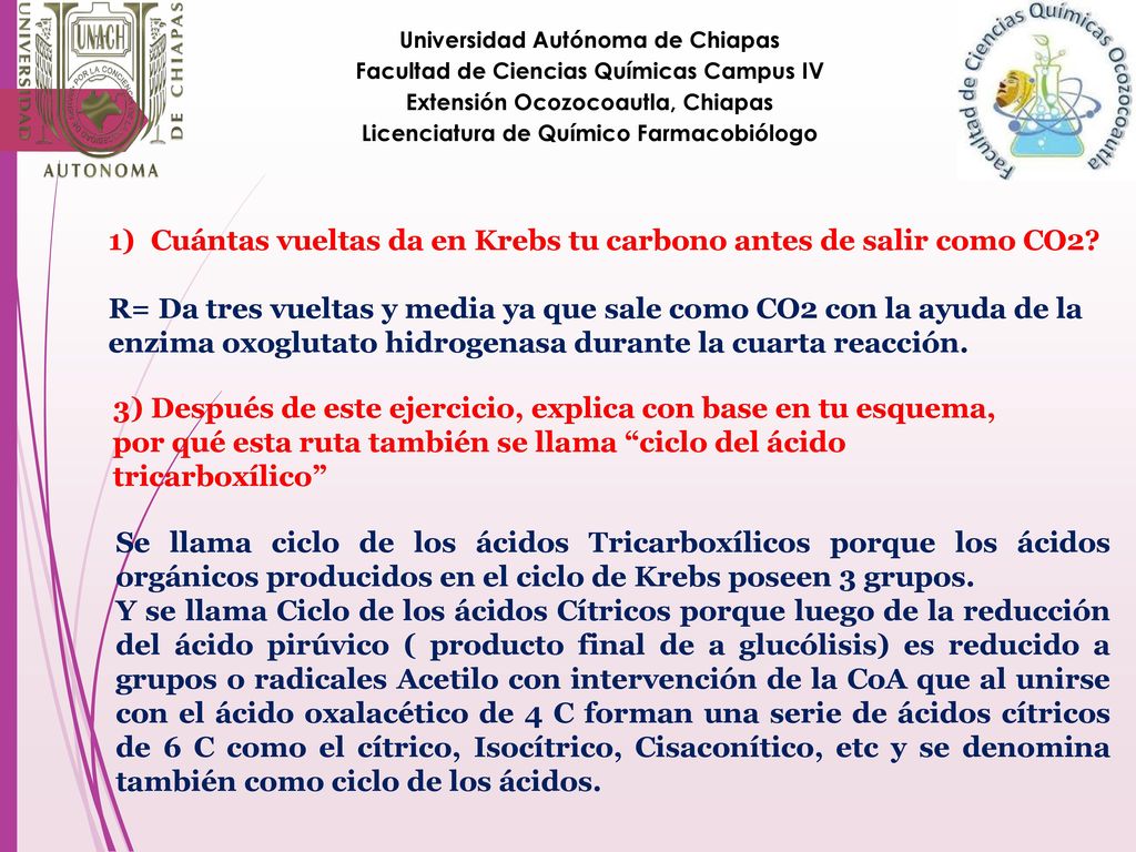 Cuántas vueltas da en Krebs tu carbono antes de salir como CO2