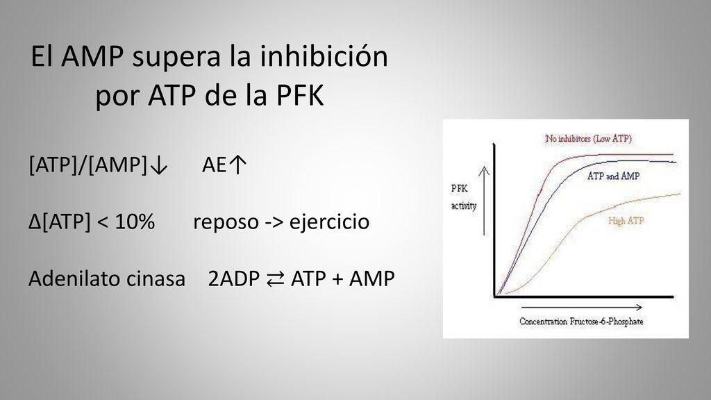 El AMP supera la inhibición por ATP de la PFK