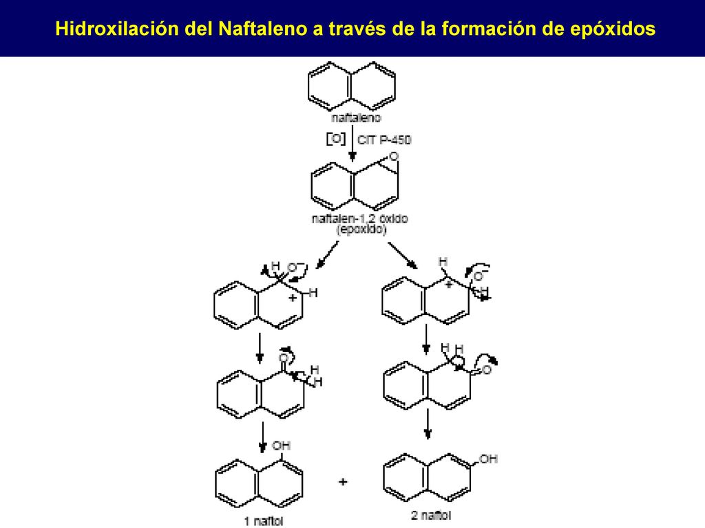 Hidroxilación del Naftaleno a través de la formación de epóxidos