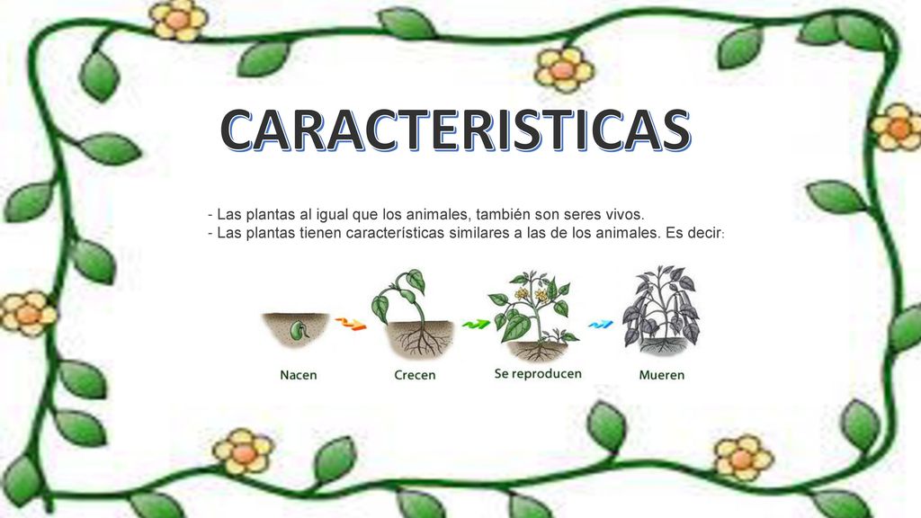CARACTERISTICAS - Las plantas al igual que los animales, también son seres vivos.
