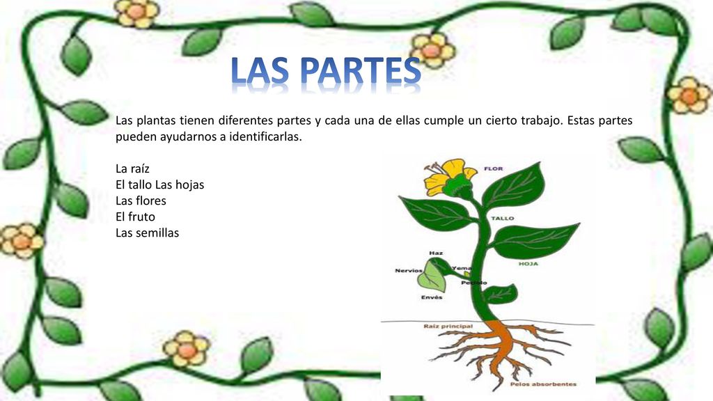 LAS PARTES Las plantas tienen diferentes partes y cada una de ellas cumple un cierto trabajo. Estas partes pueden ayudarnos a identificarlas.