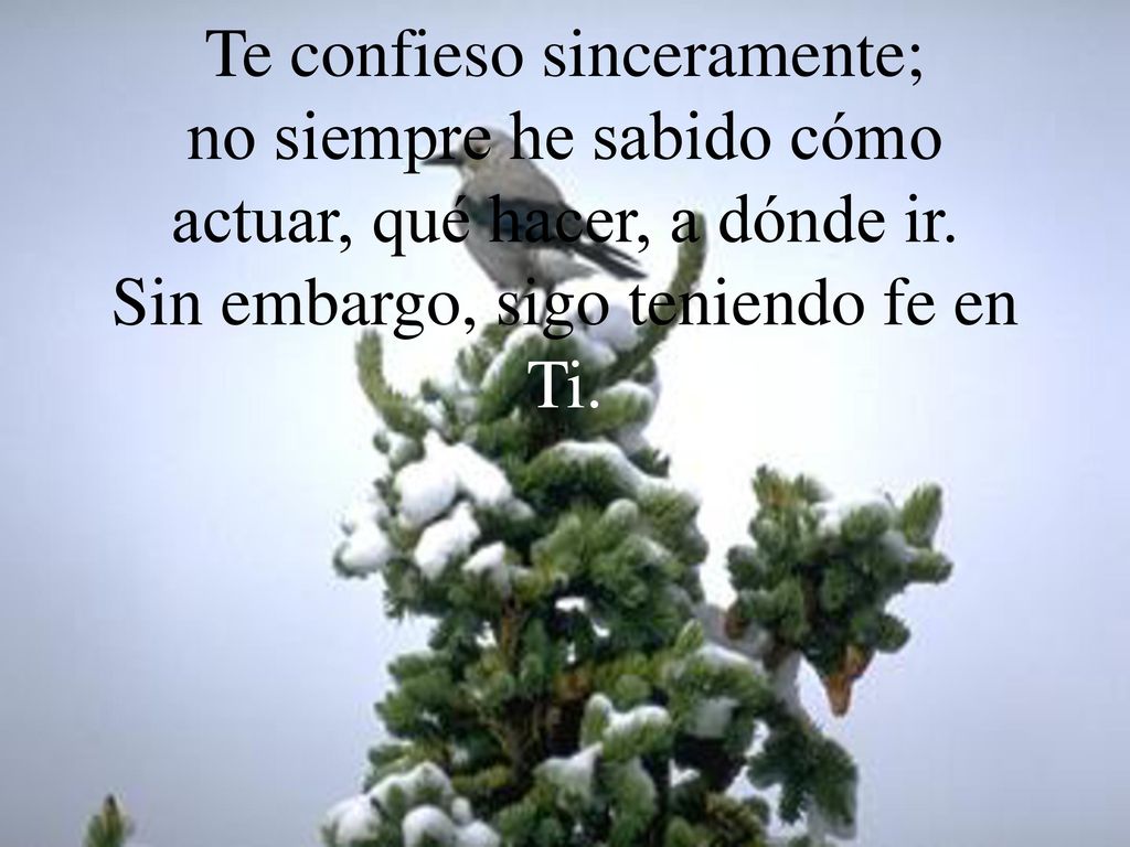 Te confieso sinceramente; no siempre he sabido cómo actuar, qué hacer, a dónde ir.