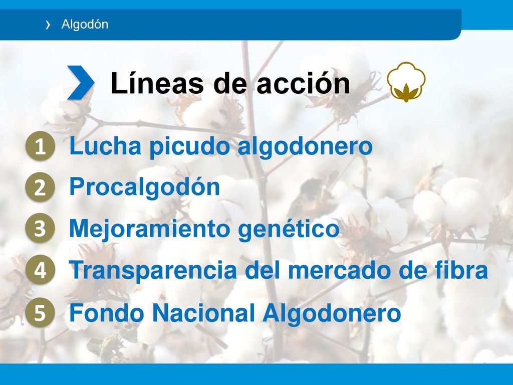 Líneas de acción Lucha picudo algodonero 1 Procalgodón 2 3