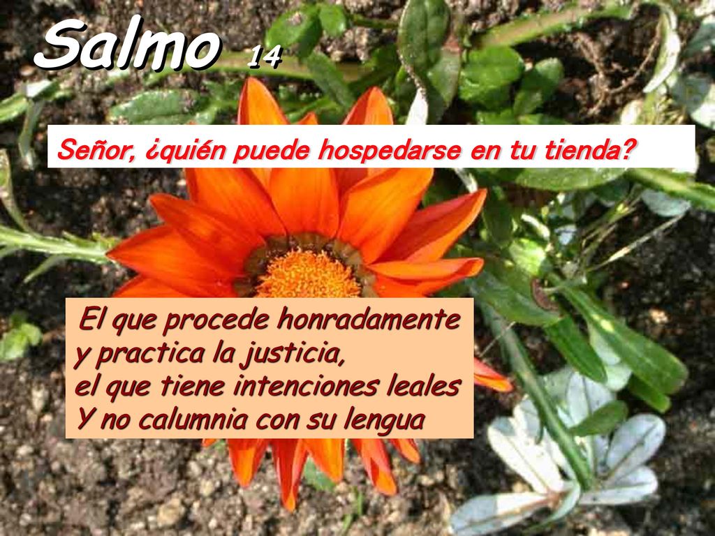 Salmo 14 Señor, ¿quién puede hospedarse en tu tienda