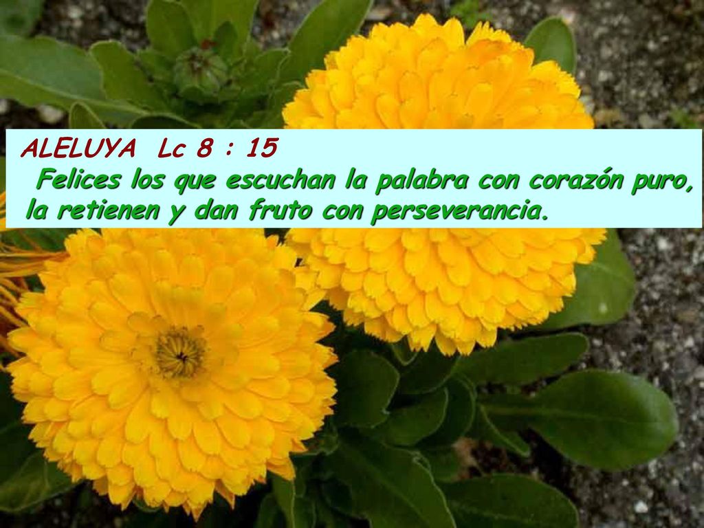 Felices los que escuchan la palabra con corazón puro,