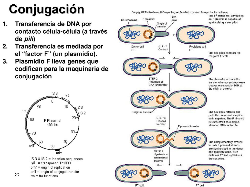 Conjugación Transferencia de DNA por contacto célula-célula (a través de pili) Transferencia es mediada por el factor F (un plasmidio).