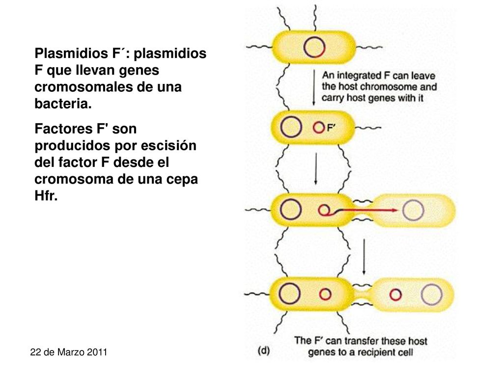 Plasmidios F´: plasmidios F que llevan genes cromosomales de una bacteria.