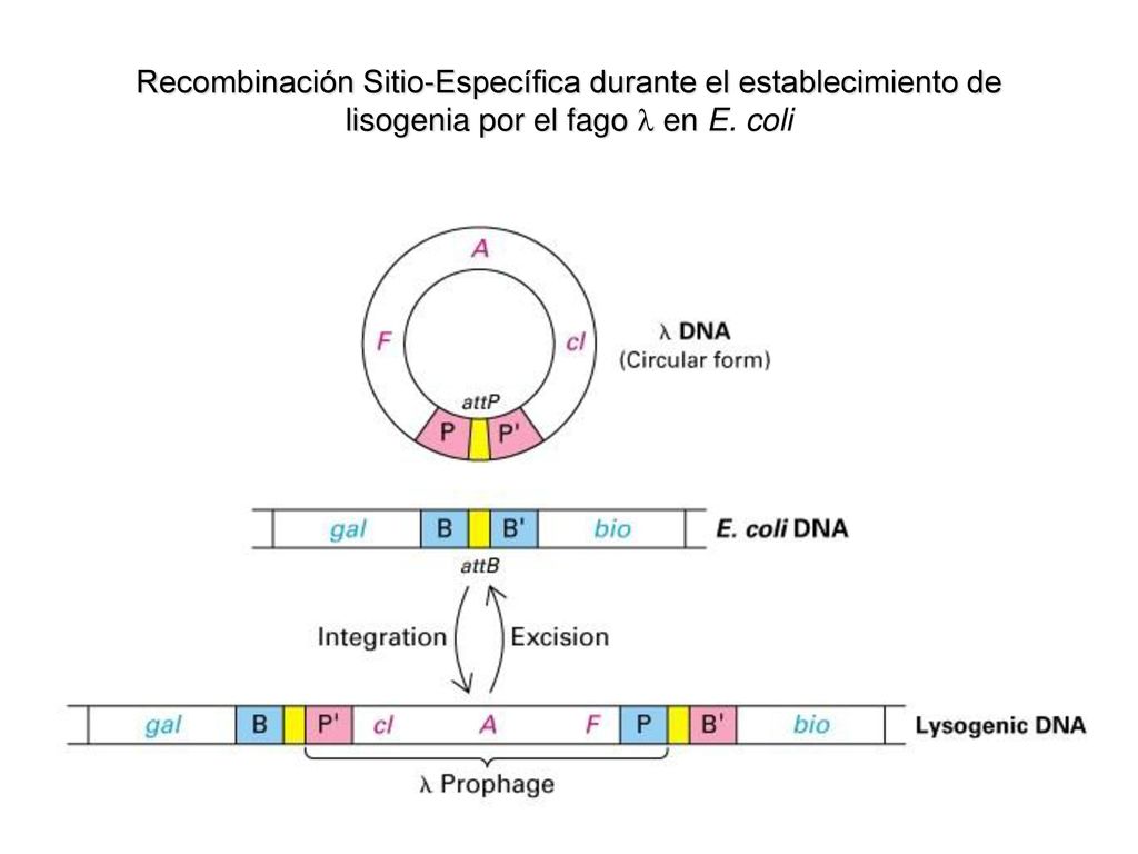 Recombinación Sitio-Específica durante el establecimiento de lisogenia por el fago  en E. coli
