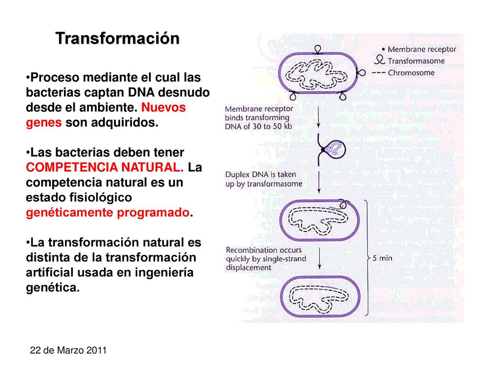 Transformación Proceso mediante el cual las bacterias captan DNA desnudo desde el ambiente. Nuevos genes son adquiridos.