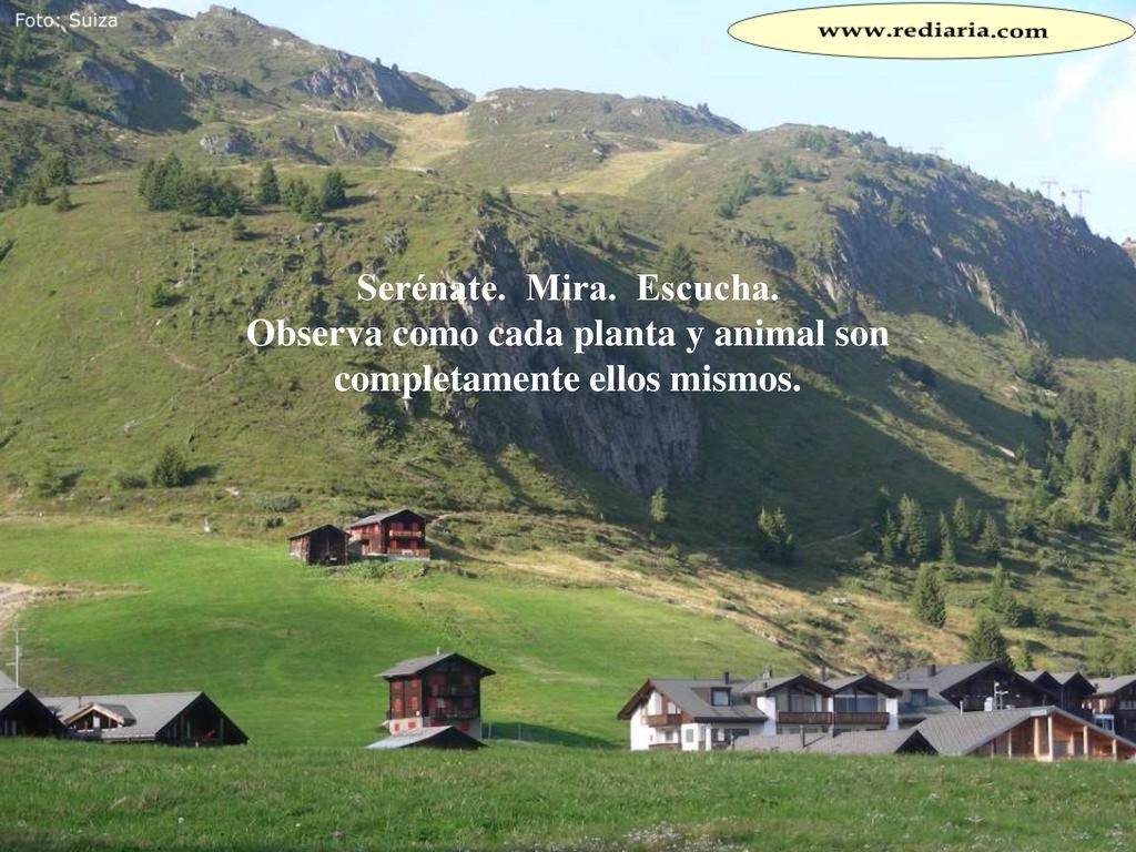 Serénate. Mira. Escucha. Observa como cada planta y animal son completamente ellos mismos.