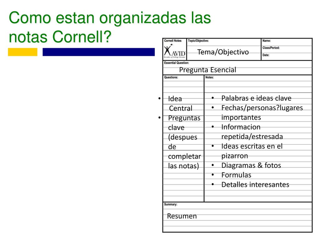 Como estan organizadas las notas Cornell
