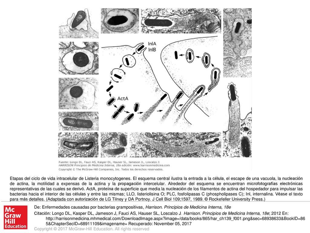 Etapas del ciclo de vida intracelular de Listeria monocytogenes