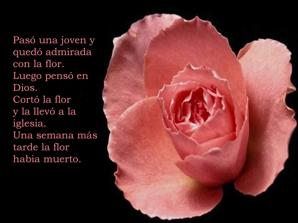Pasó una joven y quedó admirada con la flor.
