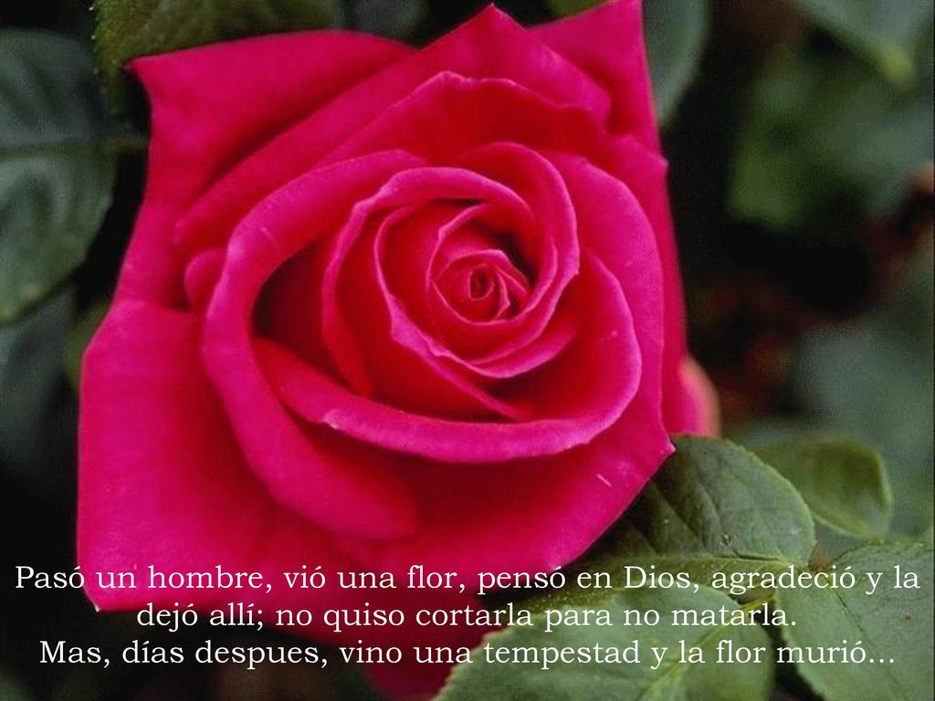 Mas, días despues, vino una tempestad y la flor murió...