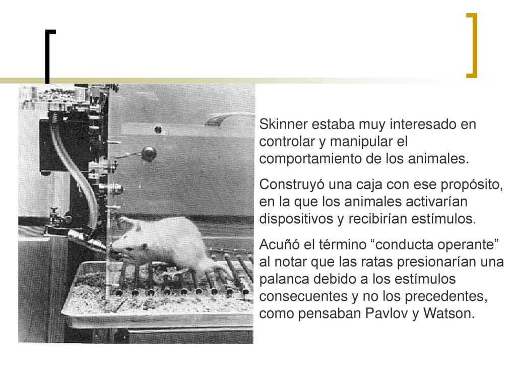 Skinner estaba muy interesado en controlar y manipular el comportamiento de los animales.