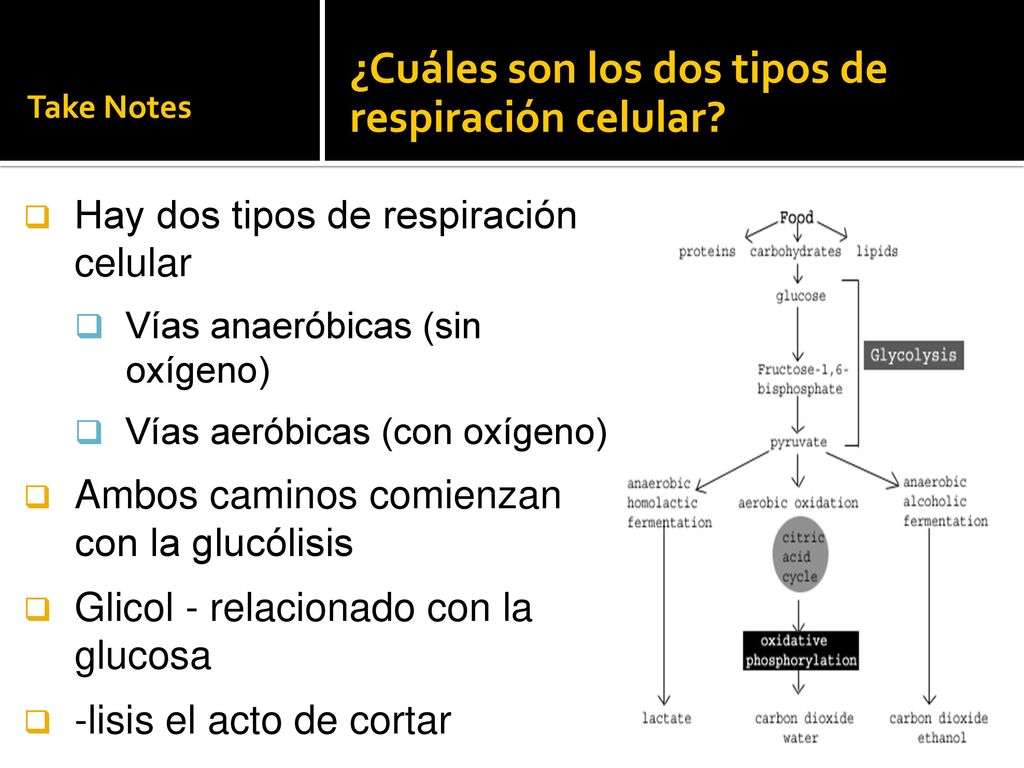 ¿Cuáles son los dos tipos de respiración celular