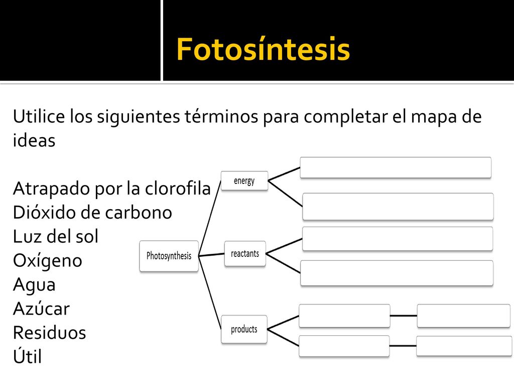 Fotosíntesis Utilice los siguientes términos para completar el mapa de ideas. Atrapado por la clorofila.