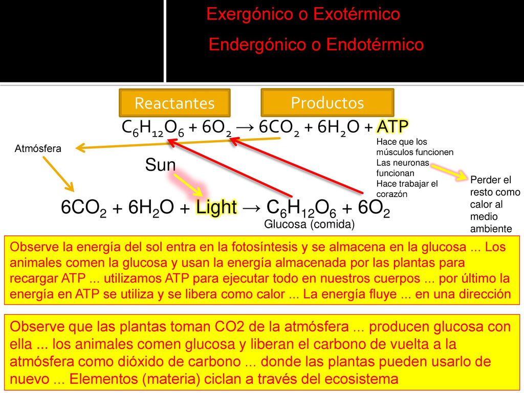 C6H12O6 + 6O2 → 6CO2 + 6H2O + ATP 6CO2 + 6H2O + Light → C6H12O6 + 6O2