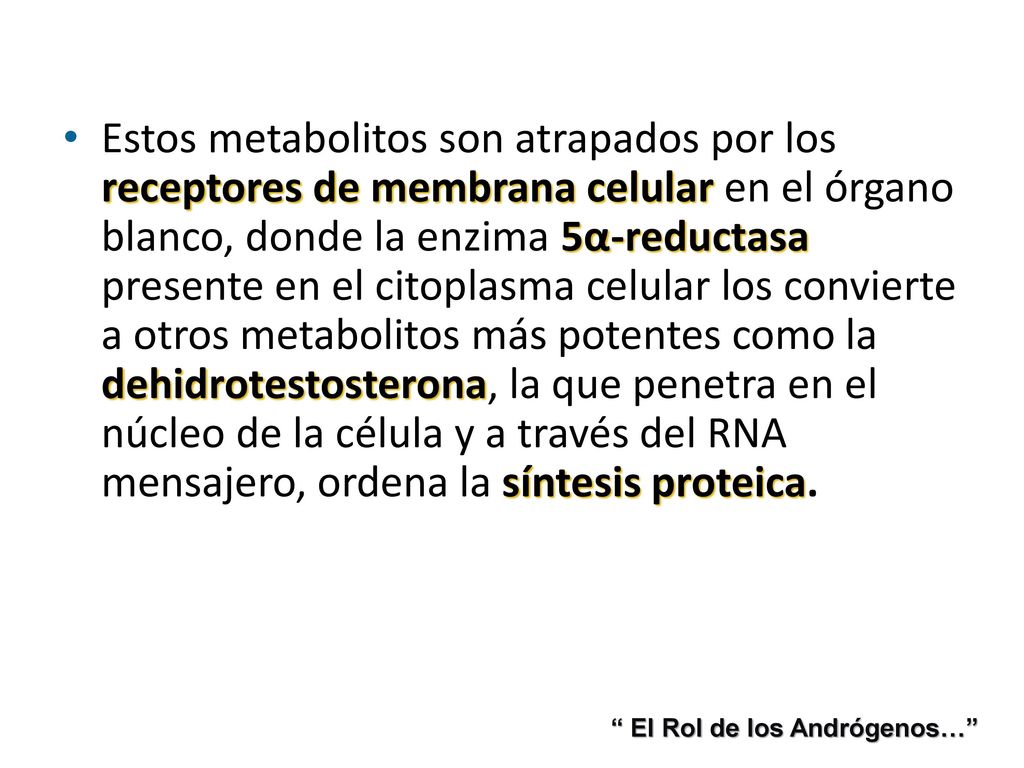 Estos metabolitos son atrapados por los receptores de membrana celular en el órgano blanco, donde la enzima 5α-reductasa presente en el citoplasma celular los convierte a otros metabolitos más potentes como la dehidrotestosterona, la que penetra en el núcleo de la célula y a través del RNA mensajero, ordena la síntesis proteica.