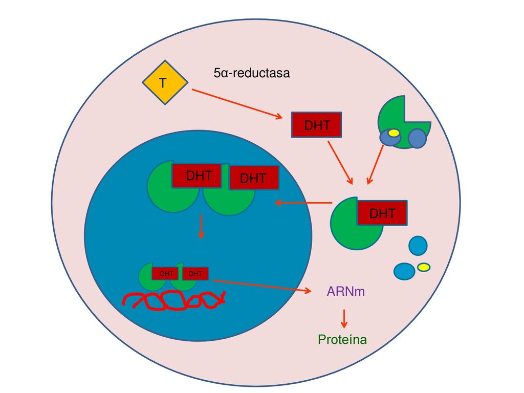 5α-reductasa T DHT DHT DHT DHT DHT DHT ARNm Proteína