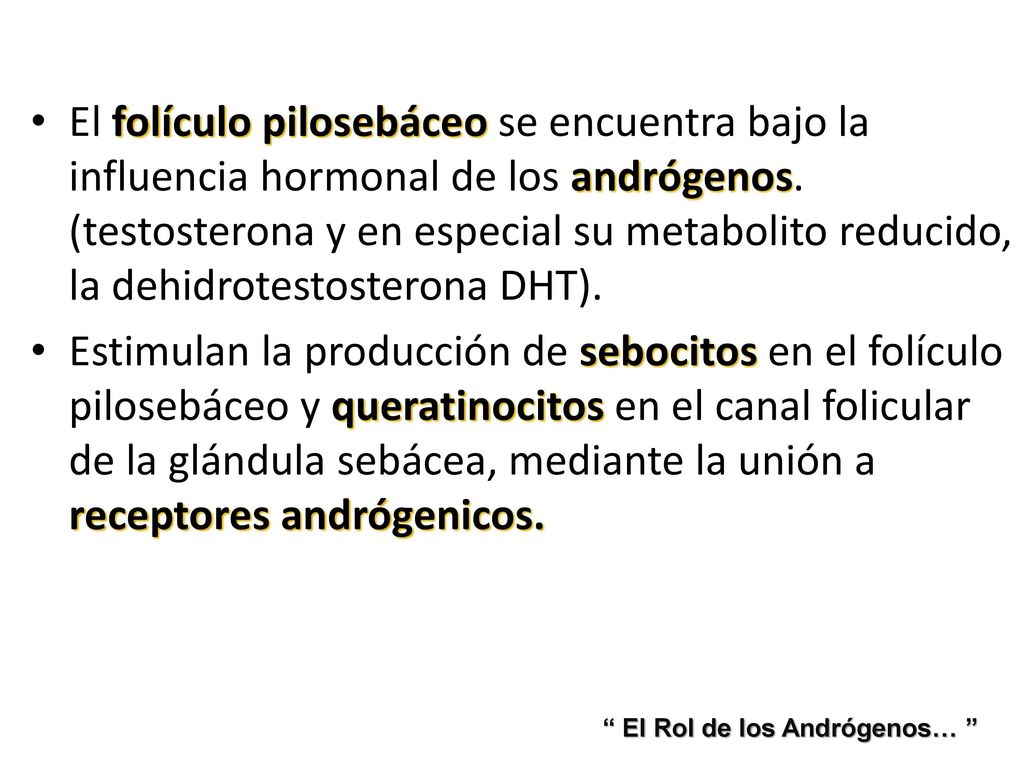 El folículo pilosebáceo se encuentra bajo la influencia hormonal de los andrógenos. (testosterona y en especial su metabolito reducido, la dehidrotestosterona DHT).