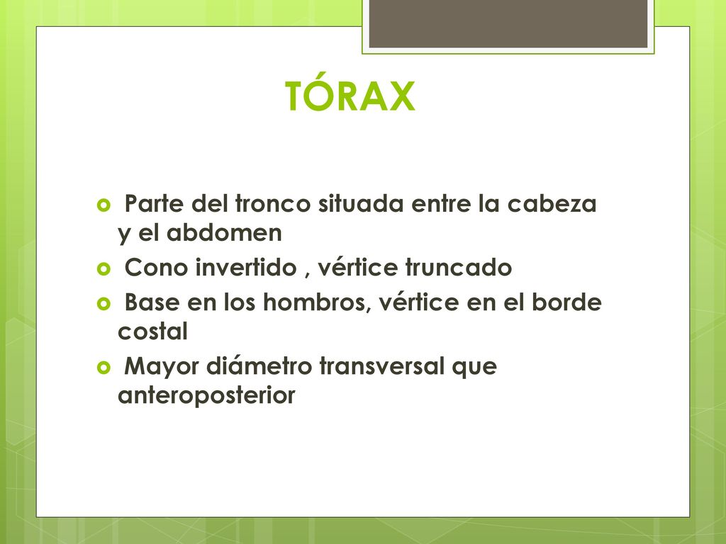 TÓRAX Parte del tronco situada entre la cabeza y el abdomen