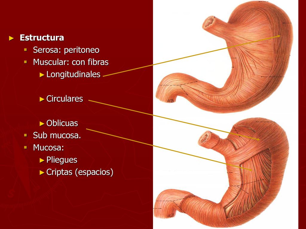 Estructura Serosa: peritoneo. Muscular: con fibras. Longitudinales. Circulares. Oblicuas. Sub mucosa.