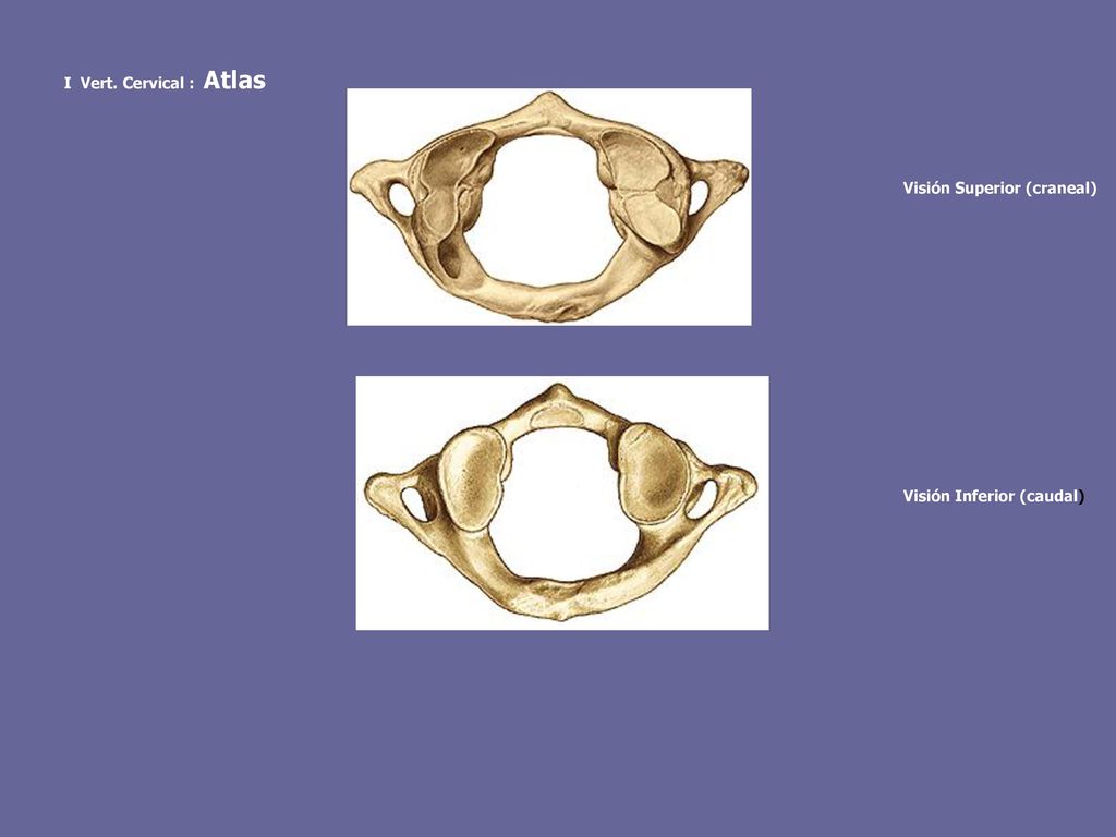 I Vert. Cervical : Atlas Visión Superior (craneal) Visión Inferior (caudal)