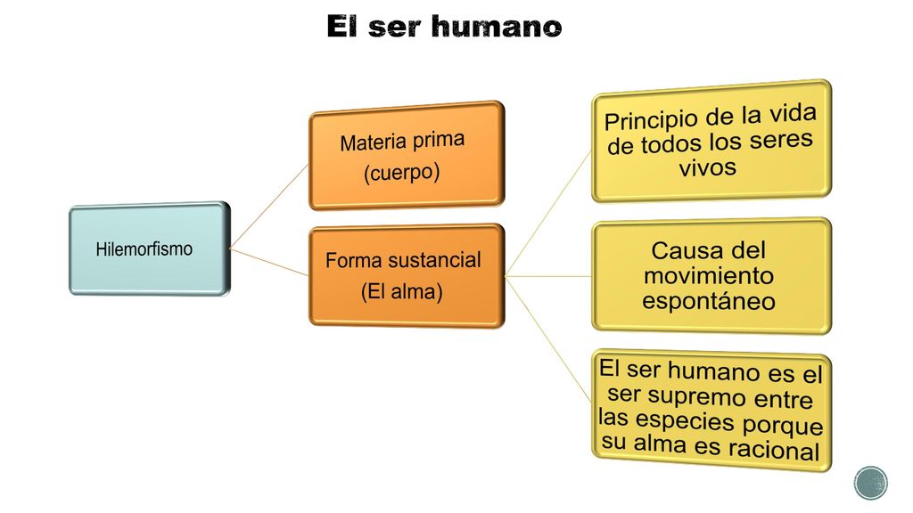 El ser humano Hilemorfismo Materia prima (cuerpo) Forma sustancial