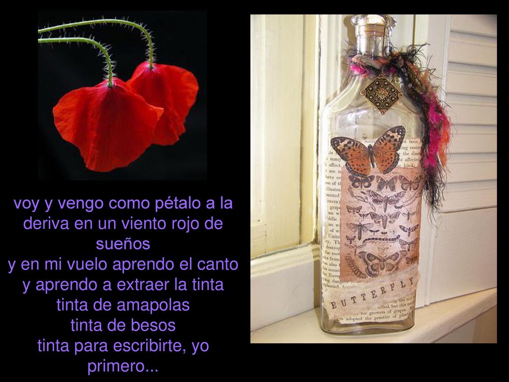voy y vengo como pétalo a la deriva en un viento rojo de sueños y en mi vuelo aprendo el canto y aprendo a extraer la tinta tinta de amapolas tinta de besos tinta para escribirte, yo primero...