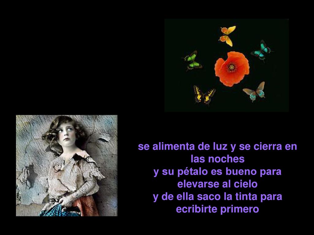 se alimenta de luz y se cierra en las noches y su pétalo es bueno para elevarse al cielo y de ella saco la tinta para ecribirte primero