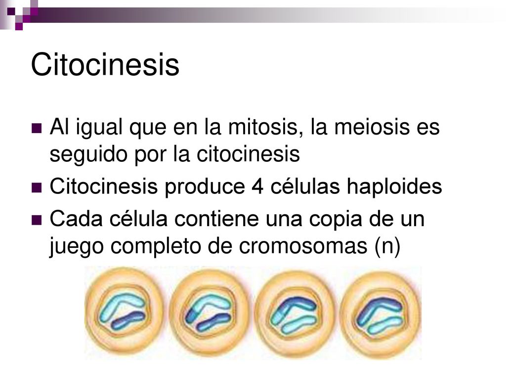 Citocinesis Al igual que en la mitosis, la meiosis es seguido por la citocinesis. Citocinesis produce 4 células haploides.