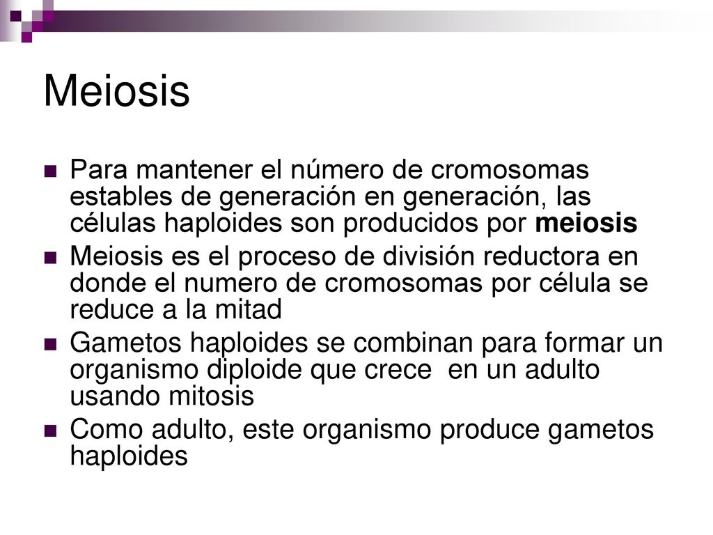 Meiosis Para mantener el número de cromosomas estables de generación en generación, las células haploides son producidos por meiosis.