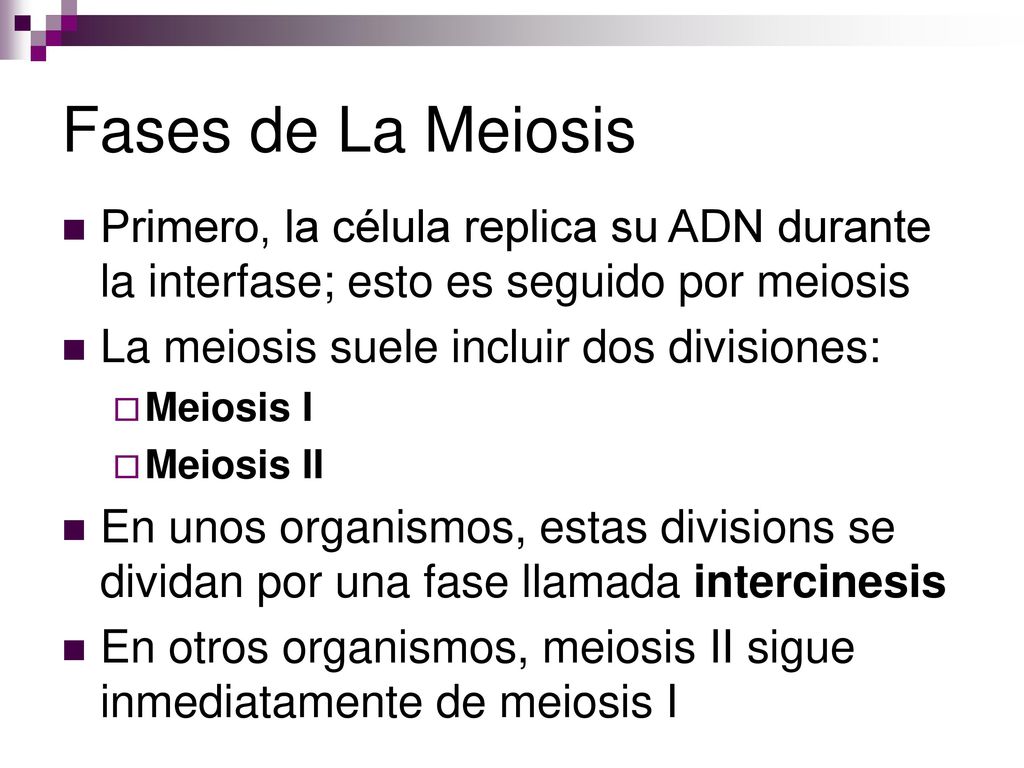 Fases de La Meiosis Primero, la célula replica su ADN durante la interfase; esto es seguido por meiosis.