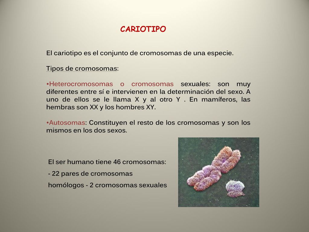 CARIOTIPO El cariotipo es el conjunto de cromosomas de una especie.