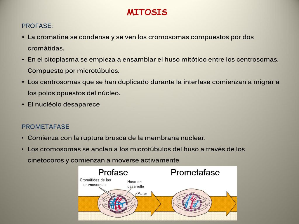 MITOSIS PROFASE: La cromatina se condensa y se ven los cromosomas compuestos por dos cromátidas.
