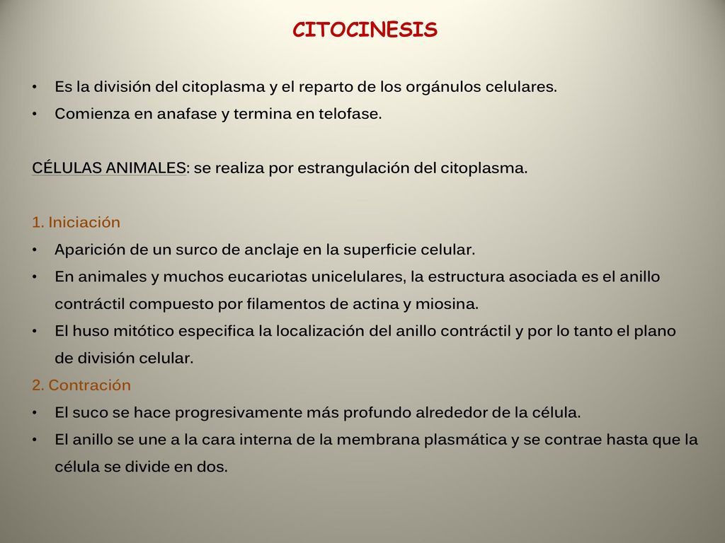 CITOCINESIS Es la división del citoplasma y el reparto de los orgánulos celulares. Comienza en anafase y termina en telofase.