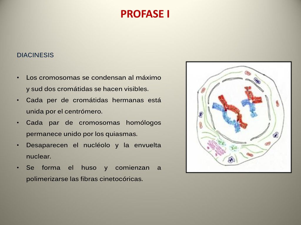 PROFASE I DIACINESIS. Los cromosomas se condensan al máximo y sud dos cromátidas se hacen visibles.
