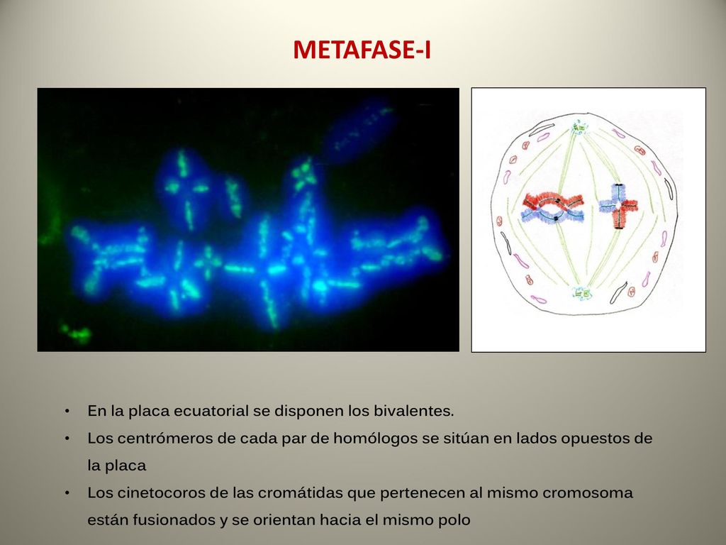 METAFASE-I En la placa ecuatorial se disponen los bivalentes.